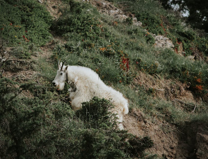 Descoperiri surprinzătoare în biodiversitatea alpină a Parcului Național Retezat