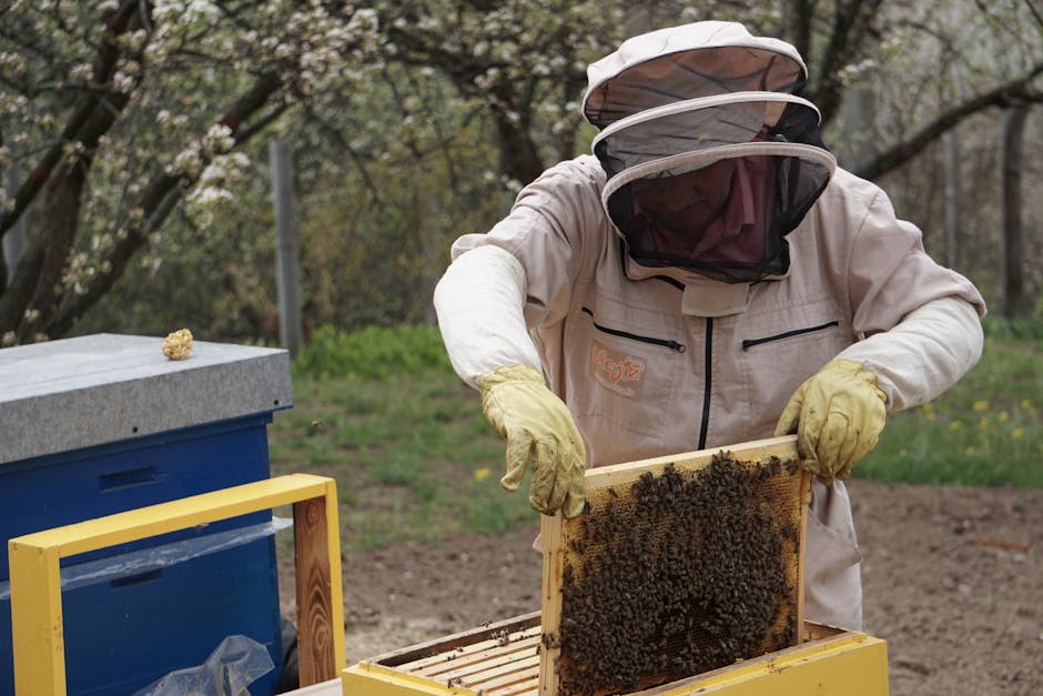 România se bucură de o recoltă record de miere: creșteri semnificative și prețuri în scădere