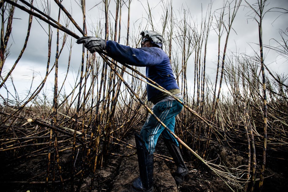 Evoluția agriculturii în județul Covasna în 2025: provocări și rezultate