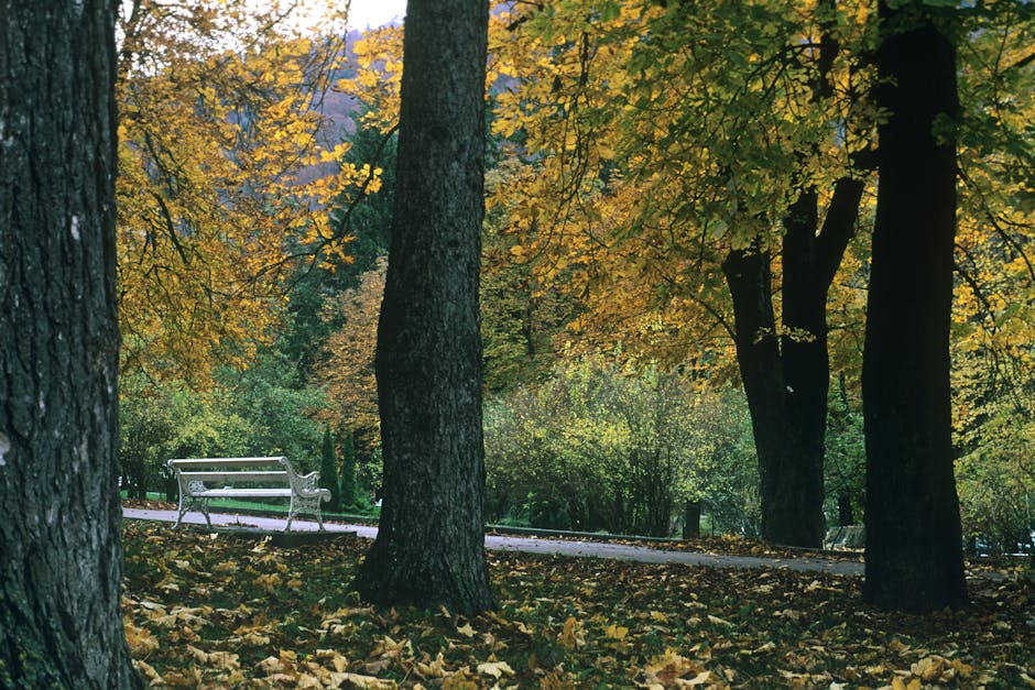 Anunț important: Romsilva solicită aviz pentru drum forestier în Sinaia