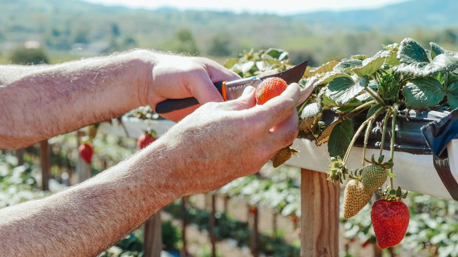 Secretele tăierilor în livadă și vie: Ghid pentru horticultori