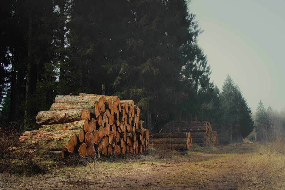 Proiectul Spitalului din Pitești avansează: terenul a fost scos din fondul forestier național