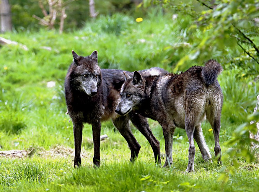 Germania, pe cale să legalizeze vânătoarea de lupi în fața atacurilor asupra animalelor domestice