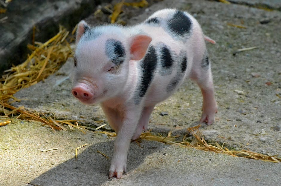 APIA oferă adeverințe pentru credite destinate fermierilor de porcine și păsări