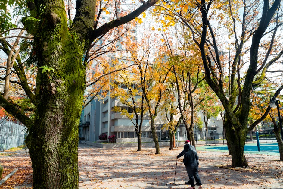 Noutăți pe Bdul Unirii: Arborele de gumă aduce un strop de culoare orașului