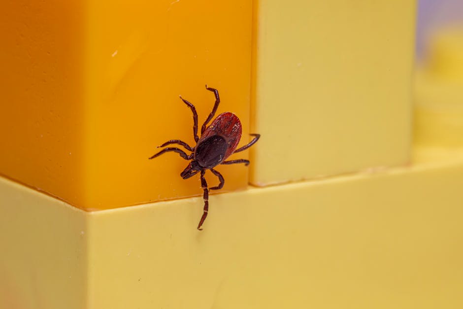 Atenție, Maramureș! Cazurile de boala Lyme cresc alarmant