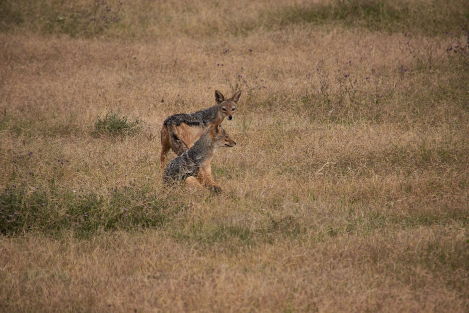 Un animal sălbatic surprins într-o curte din Năpradea: ce trebuie să știm