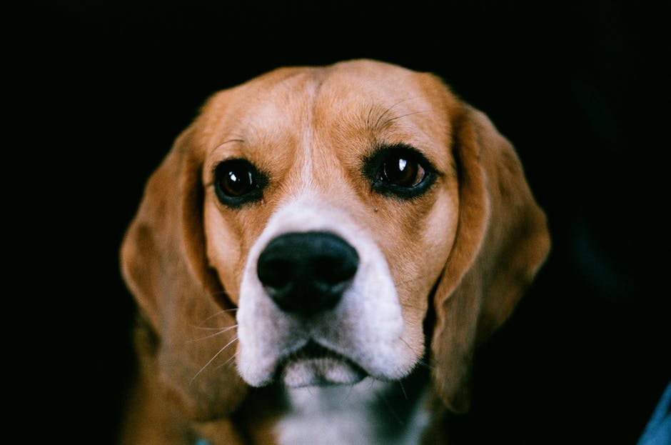 Cățel Beagle rătăcit în Sibiu, căutându-și stăpânii: ajutor de la comunitate
