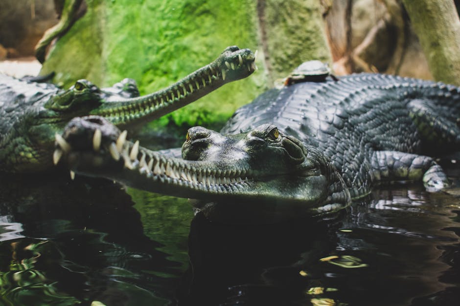 Descoperiți lumea reptilelor la Muzeul Orașului Oradea