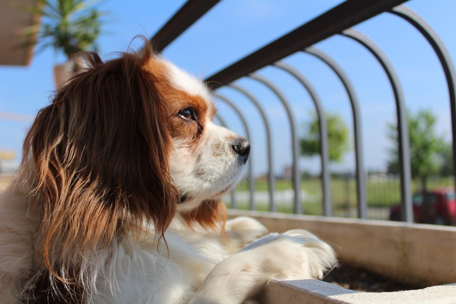 Câinele regal care a cucerit clădirile publice: tot ce trebuie să știi despre Cavalier King Charles Spaniel