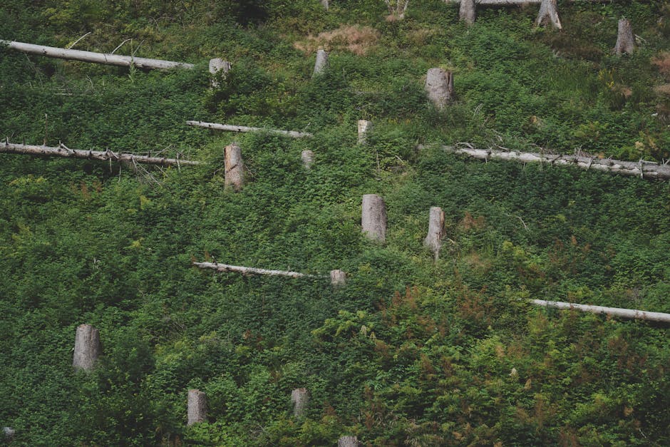 Regenerarea pădurilor: Luna Plantării Arborilor a început la Bucșani
