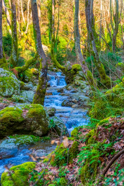 Descoperă liniștea profundă a Maramureșului: locuri unde natura te îmbrățișează