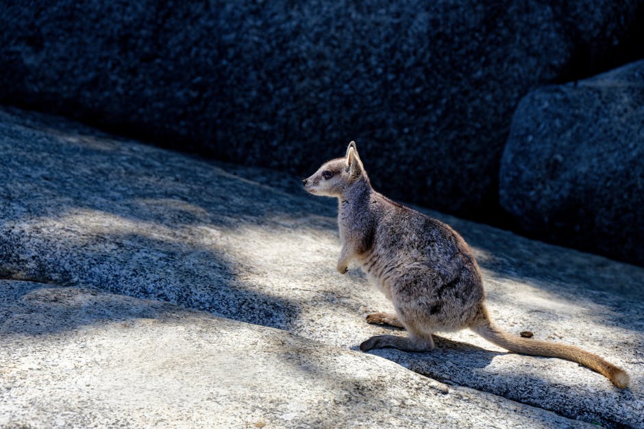 Marsupial surprins într-un magazin de suveniruri dintr-un aeroport australian