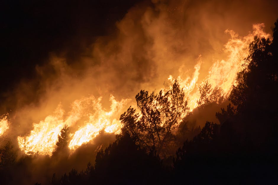 Senator PNL solicită măsuri urgente după incendiul devastator din Parcul Național Domogled