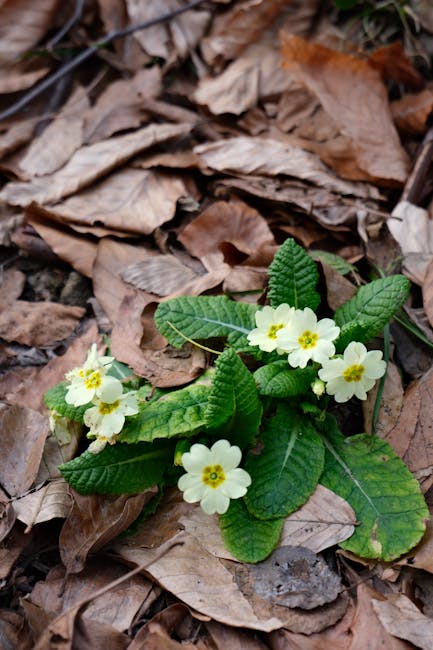 Descoperiți primăvara: florile comestibile care vă vor surprinde