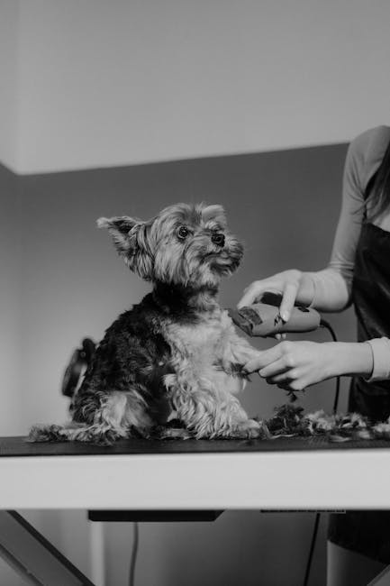 Saloanele canine din Sibiu se adaptează crizei: clienții cer tunsori mai scurte