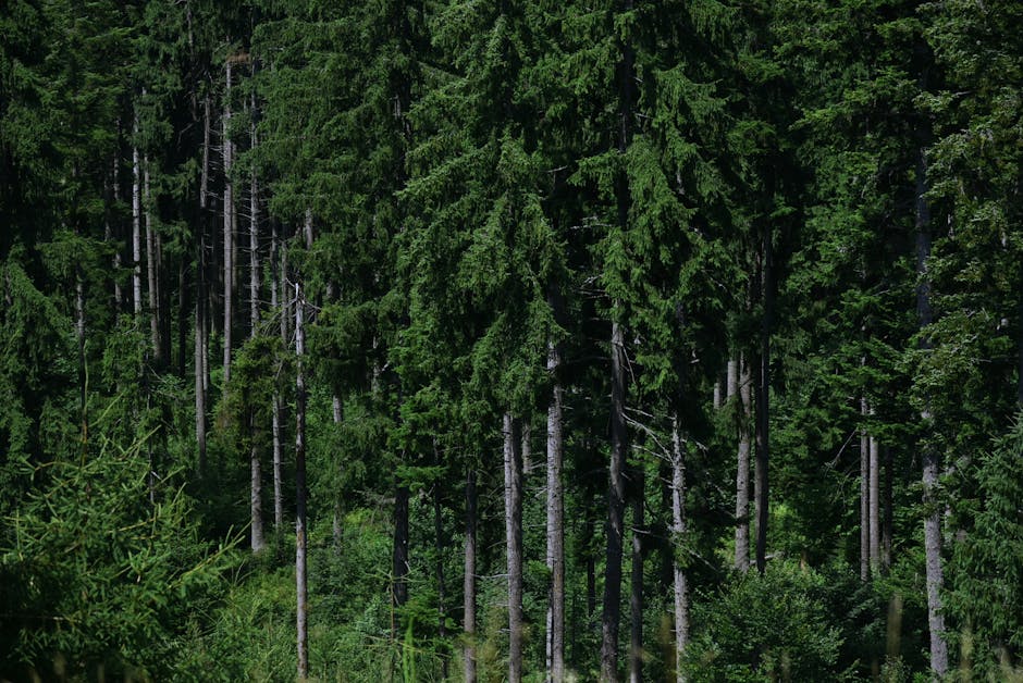Oradea își protejează pădurea de 315 hectare: o comoară verde în fața schimbărilor climatice
