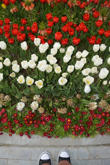 Descoperă primăvara la târgul de flori din Târgu Mureș!