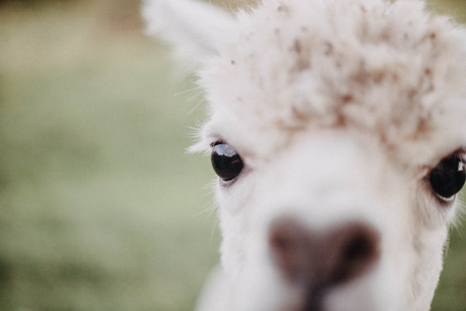 Craiova salută un pui de alpaca în noul său habitat natural