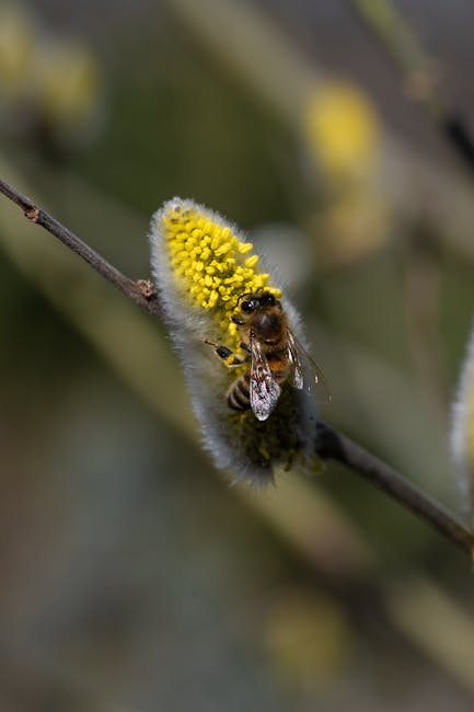 Weekend plin de evenimente în Alba: târgul mierii și PlantFest în Aiud