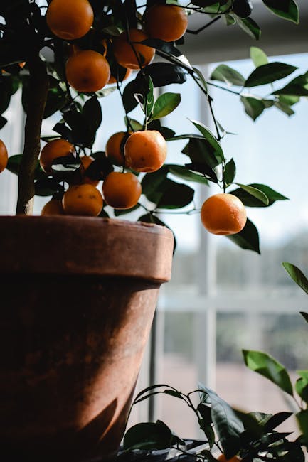 Cum să cultivi portocali în ghiveci pentru fructe acasă