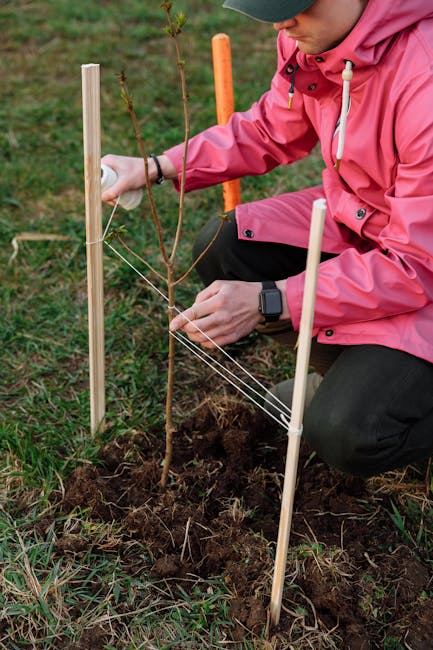 Inovație pentru arborii din Bistrița: un arborist cu experiență din Canada aduce soluții moderne
