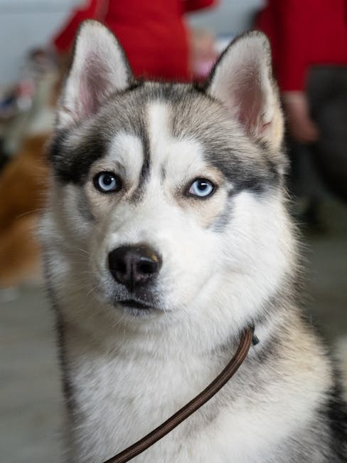 Bistritzer Burg Dog Show 2026: Un eveniment canin internațional impresionant la poalele Pârtiei Cocoș