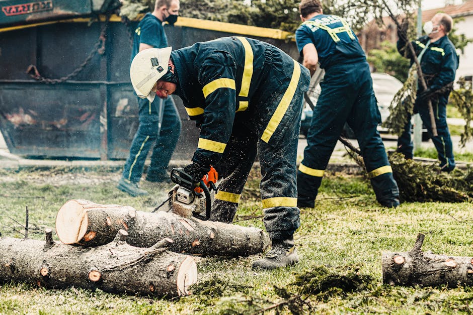 Programul de tăieri de arbori din Oradea: ce străzi sunt afectate