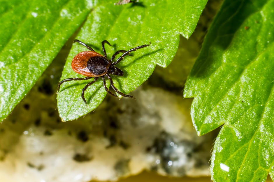 Atenție, bistrițeni! Cazurile de boală Lyme cresc anual în județul Bistrița-Năsăud