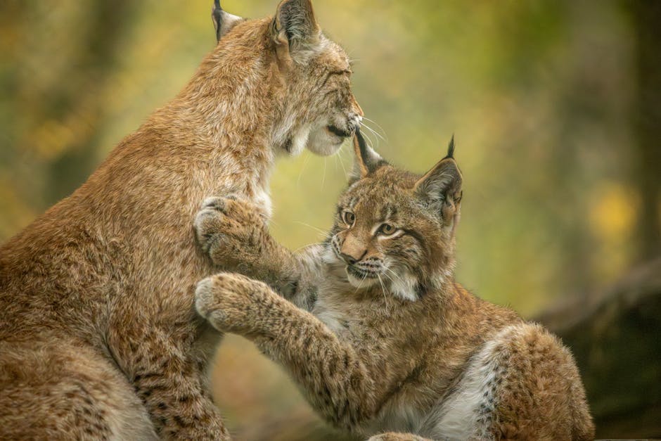 Un râs iberic impresionant câștigă premiul publicului la competiția de fotografie