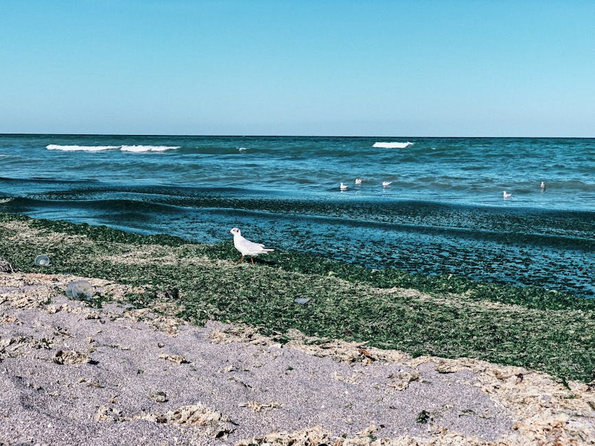 Plajele din sudul litoralului românesc se extind cu 60 de hectare