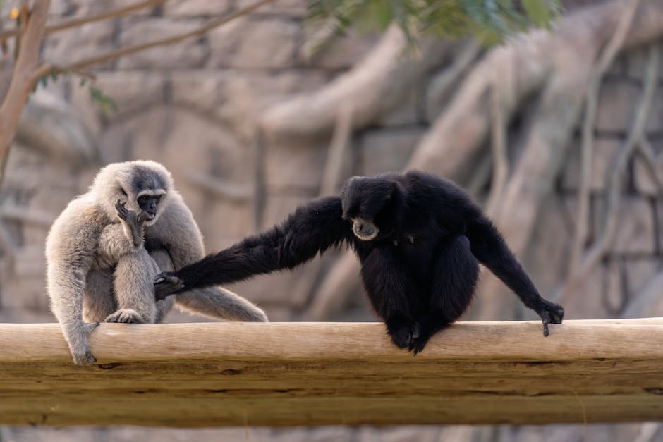 Maimuțica Punch își găsește un adevărat prieten la grădina zoologică