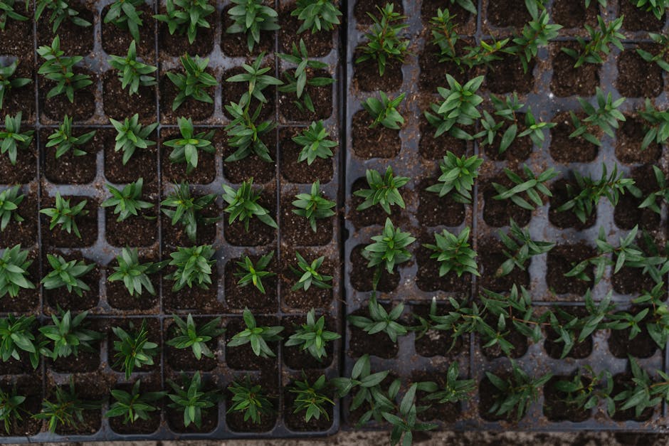 Cum să transformi cultivarea florilor într-o afacere de succes