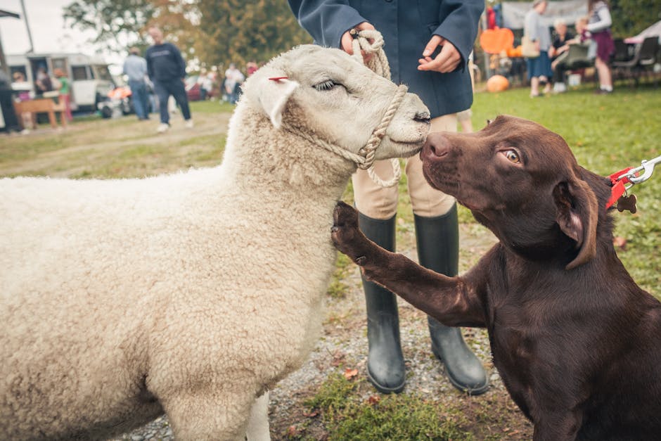 Târgurile de animale revin în Maramureș: un nou început pentru fermieri