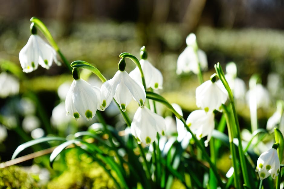 Un spectacol floral impresionant: Ghioceii transformă Dealul Babii într-un peisaj de vis