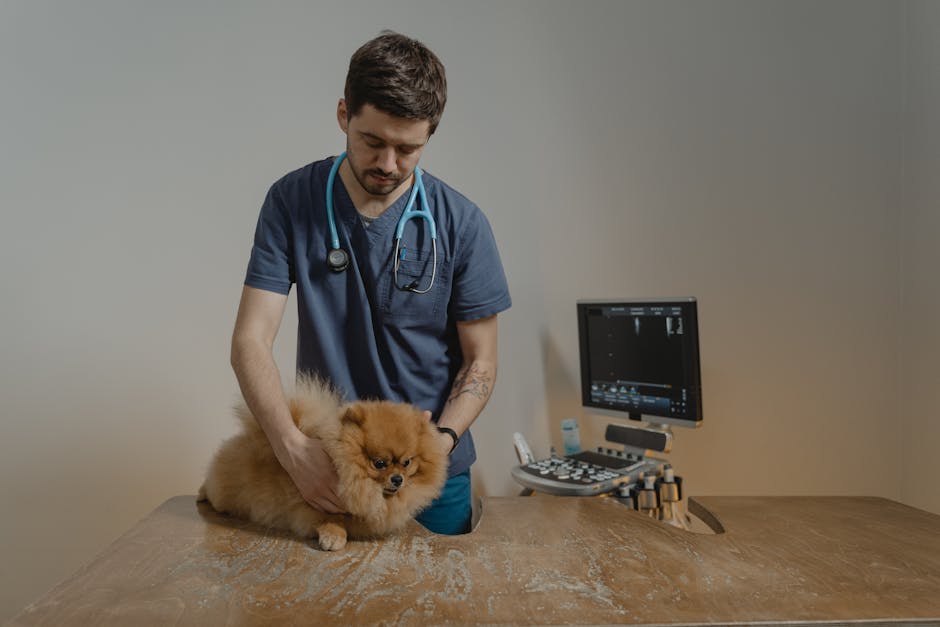 Aplicația care îți poate salva animalul de companie: inovația unei tinere din Sibiu