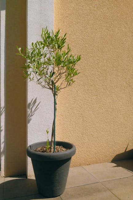 Românii descoperă plăcerea plantelor exotice: cererea a crescut cu 50%