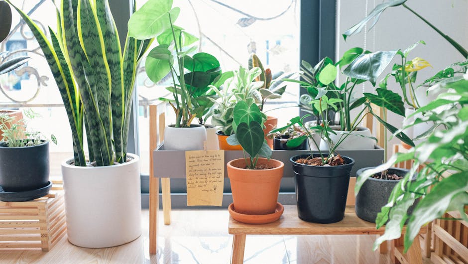 Descoperă plantele Feng Shui care aduc energie pozitivă și prosperitate în casa ta
