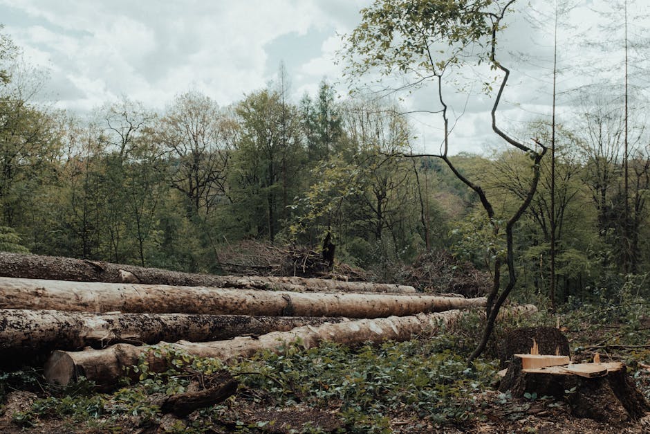 Românii pot raporta tăierile ilegale de pădure printr-o nouă platformă interactivă