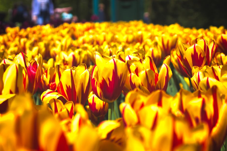 Descoperiți Keukenhof: grădina olandeză care încântă milioane de vizitatori în fiecare primăvară