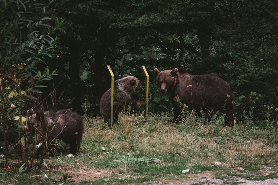 Amenzi record pentru turiștii care hrănesc urșii pe Transfăgărășan