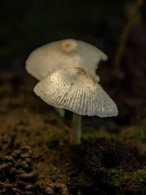 Descoperă expoziția fascinantă de ciuperci rare la Muzeul de Istorie Naturală din Sibiu