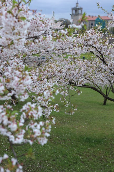 Descoperă Timișoara, orașul florilor: o oază de frumusețe primăvăratică