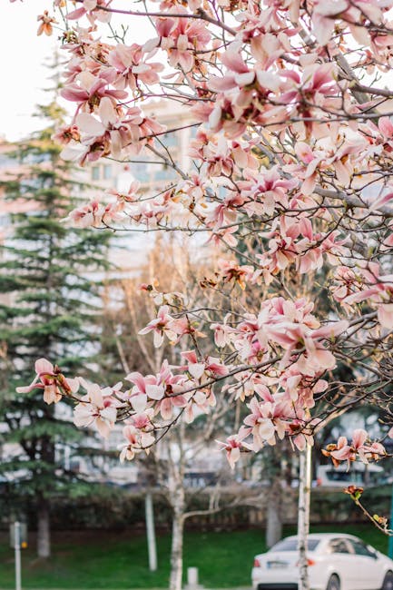 Magnoliile plantate cu eforturi comunitare, furate în Drăgășani