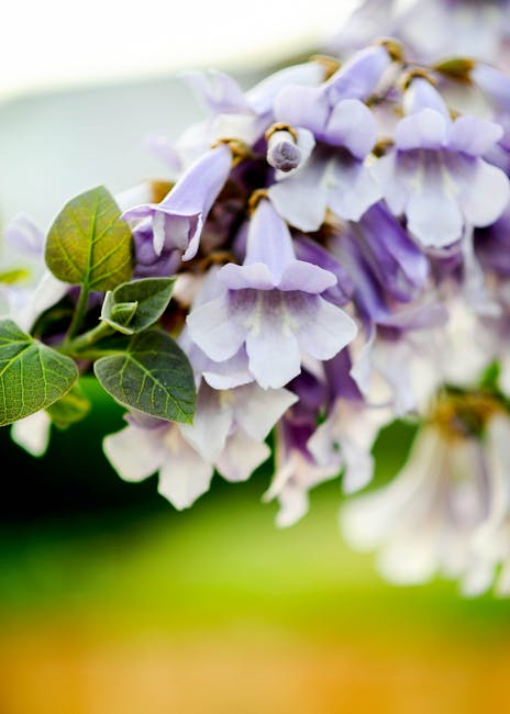 Descoperă Paulownia: arborele de apartament care promite rapiditate și frumusețe