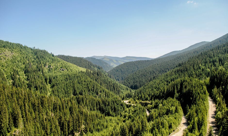 Brașov: Noi detalii în cazul tăierilor ilegale de arbori de la Dumbrăvița