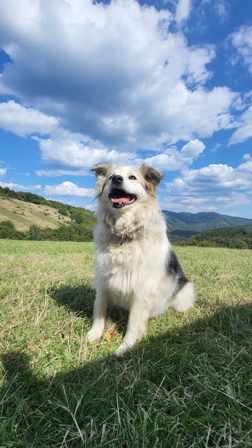 Cățelul Valentinei, dispărut în Sibiu, recompensă oferită pentru găsirea lui