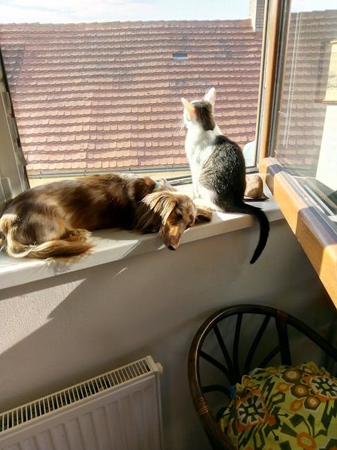 Cum solidaritatea comunității a adus cățeaua din Apahida și motanul Jack acasă