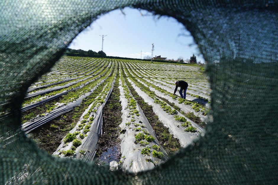 Kövesi acuză corupția din Grecia: 11 deputați sub investigație pentru fraudă agricolă