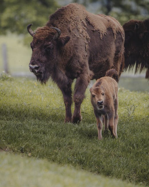 Ce s-a întâmplat cu puiul de bizon de la Zoo Craiova? Iată explicația oficială